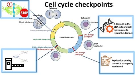 Cell Cycle Checkpoints - Youtube F1B