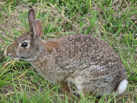 File:Wild rabbit us.jpg - Wikipedia