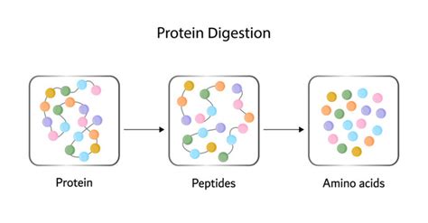 "Proteolytic Enzymes" Images – Browse 1,809 Stock Photos, Vectors, and ...