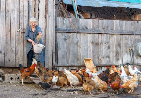 Raising Chickens for Meat: Everything You Need to Know