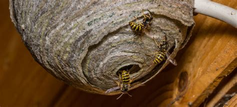 Pest Control Wasp Nest | Pest Control