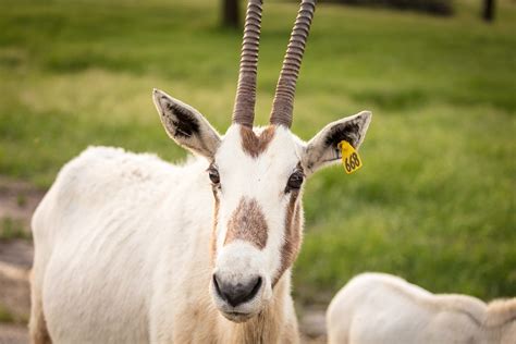 National Animal Of UAE | Arabian Oryx is The National Animal