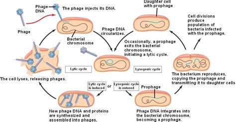 The Importance of Bacteriophages - Hershey-Chase Experiment (Zach Sheets)