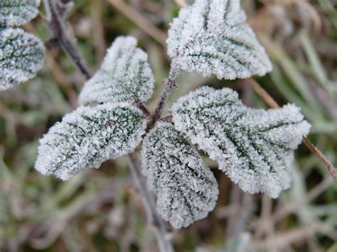 Frost on leaves: NEN Gallery