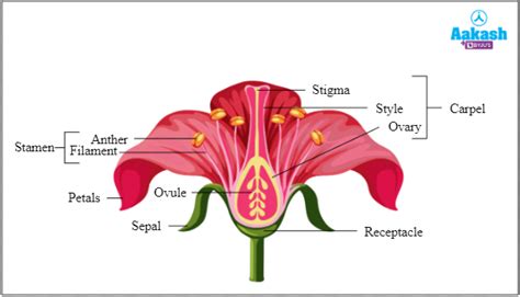 Types of Flowers Based on Structure, Stamen & Floral Parts | AESL