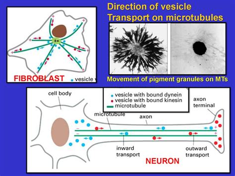 The Cytoskeleton: Intermediate Filaments and Microtubules - online ...