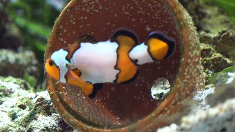 Not Prepared! Mistakes were made on hatching the Clownfish eggs 4K - YouTube