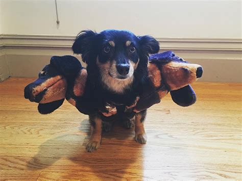 Cerberus Dogs: Funny Three-Headed Dog Halloween Costume