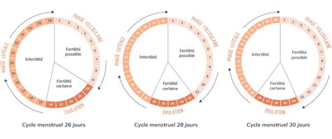 Ovulation Femme Cycle