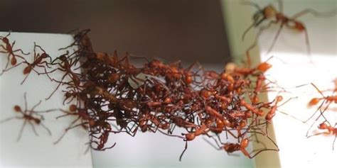 Army Ants Use Themselves To Build Perfectly Efficient Living Bridges | Social insects, Ants ...