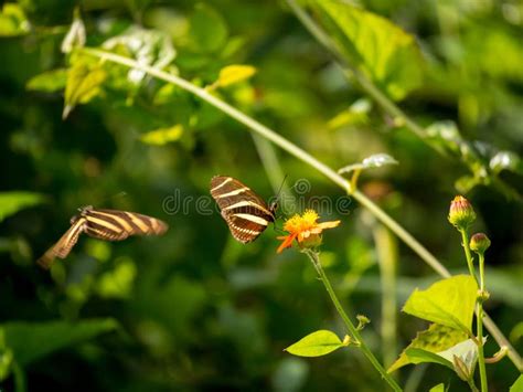 Zebra Longwing Butterfly Life Cycle Stock Photos - Free & Royalty-Free Stock Photos from Dreamstime