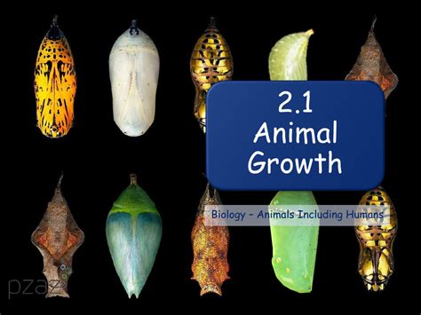 Animal Growth - Presentation | Science Year 2