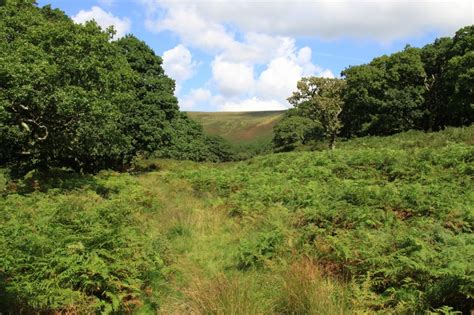 Best Dartmoor Wildlife, Dartmoor, Dartmoor National Park