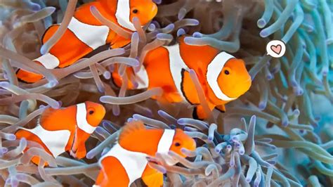 10 Ikan Hias Air Laut yang Perawatannya Gampang, Coba Pelihara Clownfish, Moms! | Orami