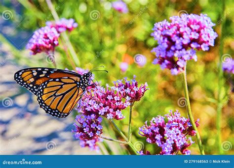 Monarch Butterfly Feeding and Pollinating Pink and Purple Flowers Stock Image - Image of fall ...