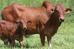 More about the Boran breed in cattle – Jaguza Farm Support