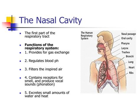 Nasal Cavity Structure And Function | Hot Sex Picture