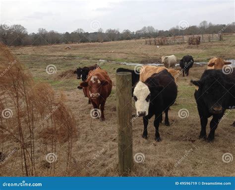 Cows Stock Photo - Image: 49596719