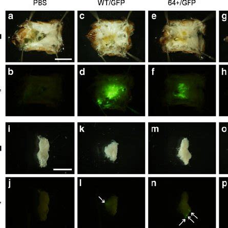 Baculovirus vectors inoculated into queen honeybees. a Structures of... | Download Scientific ...