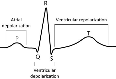 Cardiac electrophysiology: action potential, automaticity and vectors ...