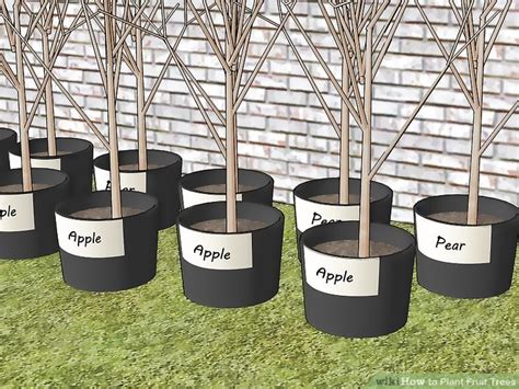 How to Plant Fruit Trees (with Pictures) - wikiHow