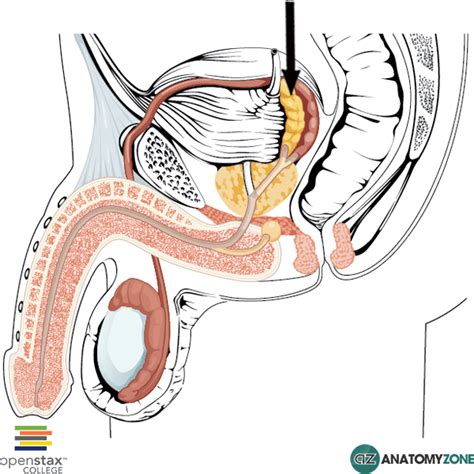 Seminal Vesicle: Location, Anatomy, Function Disorders, 53% OFF