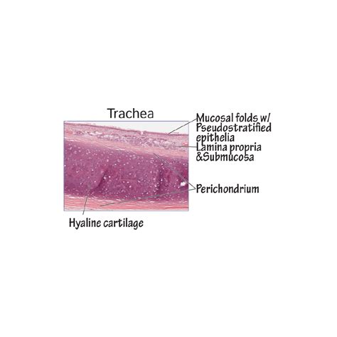 Tracheal Cartilage Histology