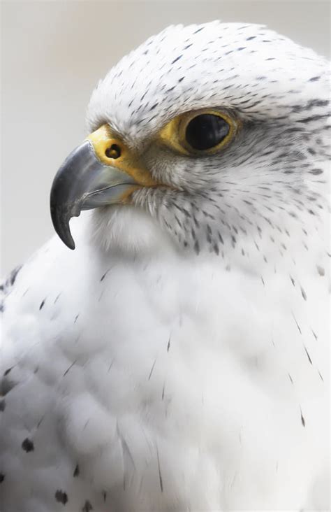 White Arctic Falcon Photograph by Athena Mckinzie - Fine Art America