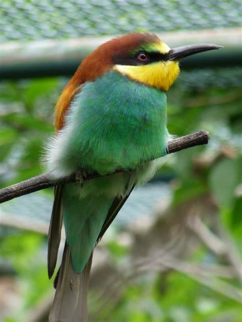 European bee-eater - ZooChat