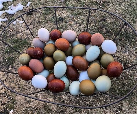 A Guide to Chicken Egg Colors - Why do chickens lay different colored eggs? Learn the simple ...