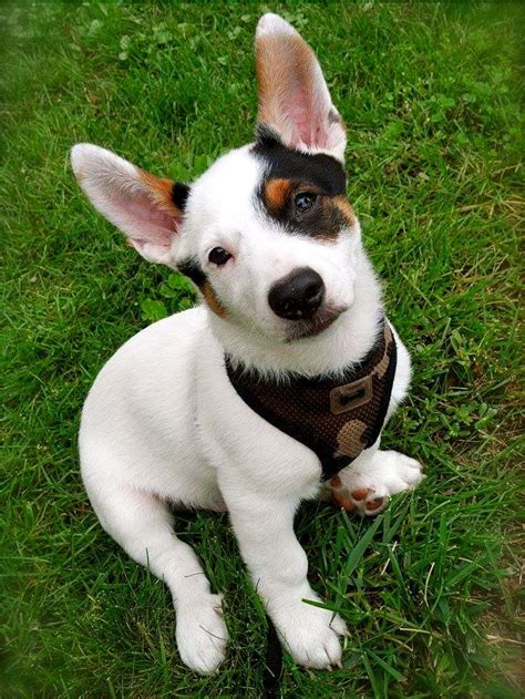 Cowboy Corgi Blue Heeler/Corgi Mix Puppy