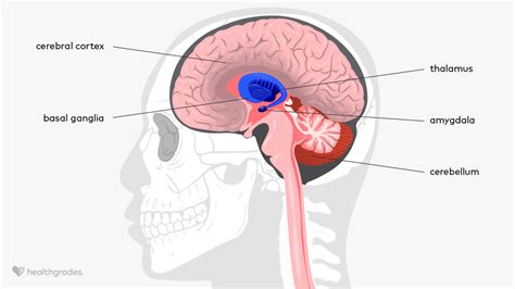 Basal Ganglia Stroke: Types, Symptoms, Causes, Treatments