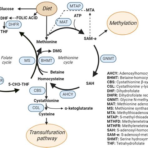 Phosphatidylcholine (PC) synthesis through one-carbon metabolism ...