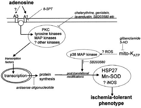 A hypothetical mechanism by which adenosine receptor activation might ...