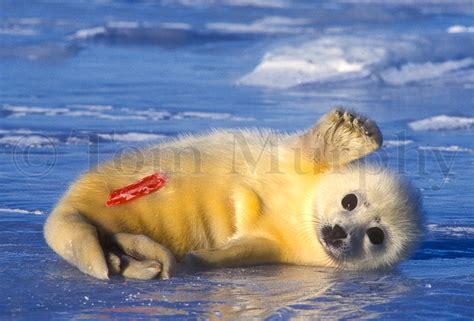 Harp Seal Newborn Waving – Tom Murphy Photography