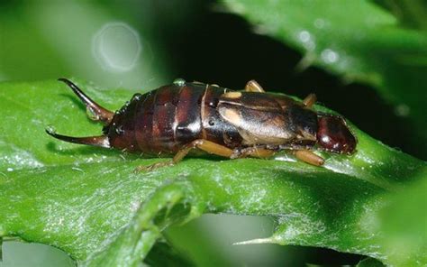 Control Earwig Damage in Your Vegetable Garden | Dengarden