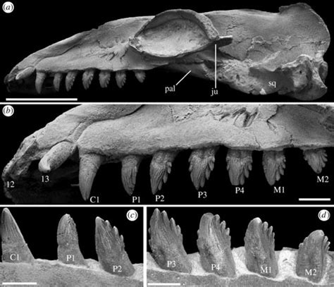 TYWKIWDBI ("Tai-Wiki-Widbee"): Serrated teeth of the crabeater seal