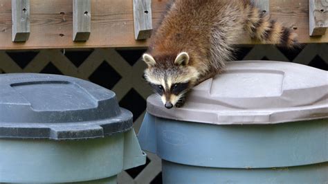 Banish Raccoons From Your Trash Cans With One Common Household Ingredient