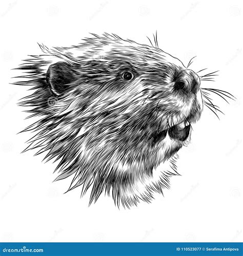 Beaver Sketch Vector Graphics Stock Vector - Illustration of aquatic, wild: 110523077