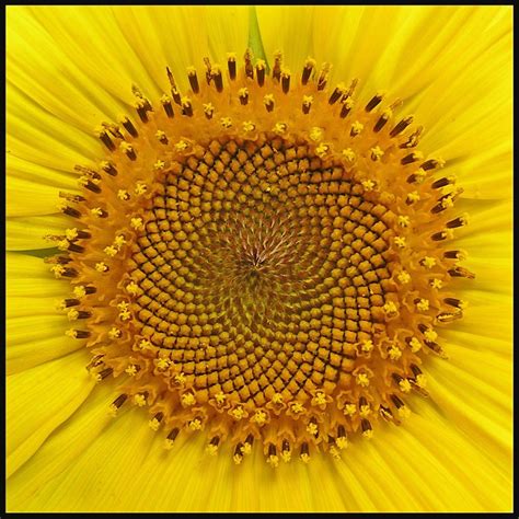 Sunny spirals #sunflowers | Fibonacci flower, Spiral, Sacred geometry