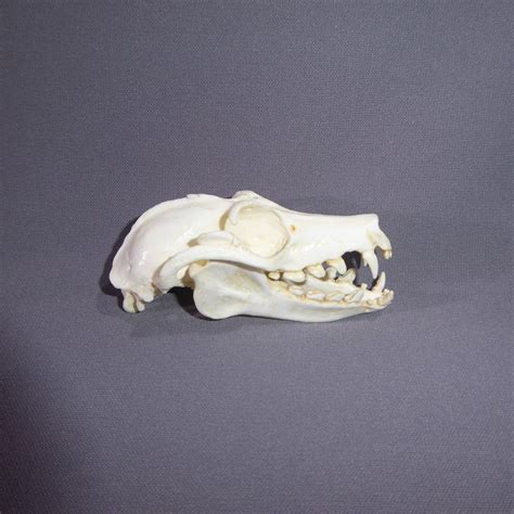 Fruit Bat Skull Replica - SkeletonsAndSkullsSuperstore