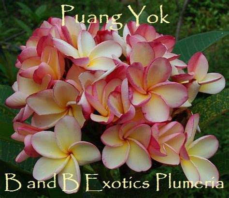 PUANG YOK PLUMERIA RUBRA SEEDS - 5 SEEDS