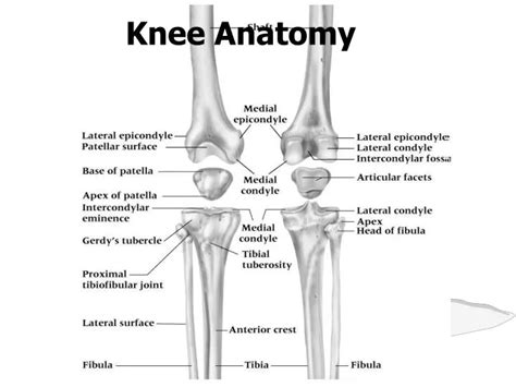 PPT - Knee Anatomy PowerPoint Presentation - ID:1059528