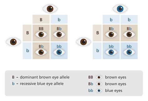Dog Eye Color Genetics Chart