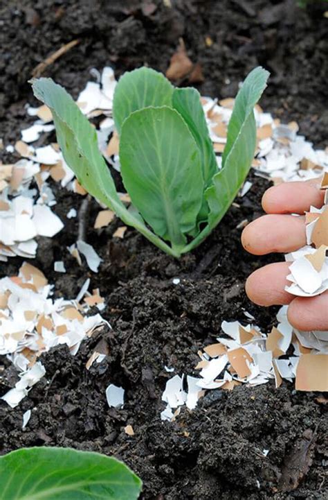 Eggshells As Organic Pest Control - Home Gardeners