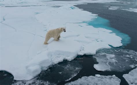 Polar bear on the sea ice in Svalbard, Norway. 81st parallel North ...