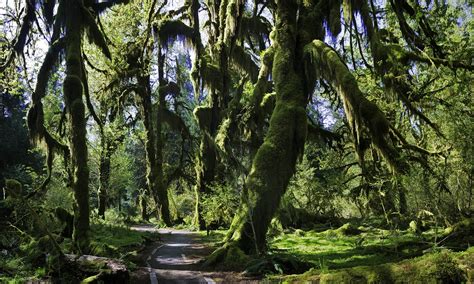 Jim Cox Photos: Hoh Rainforest Hall of Mosses