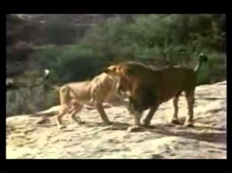 Christian the Lion Reunion Video.mp4 - YouTube