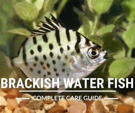 Brackish Water Fish - A Complete Care Guide | Fishkeeping World