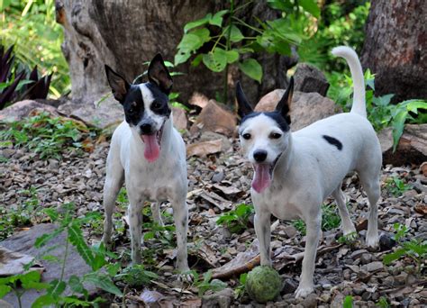 Miniature Fox Terrier | GreatDogSite